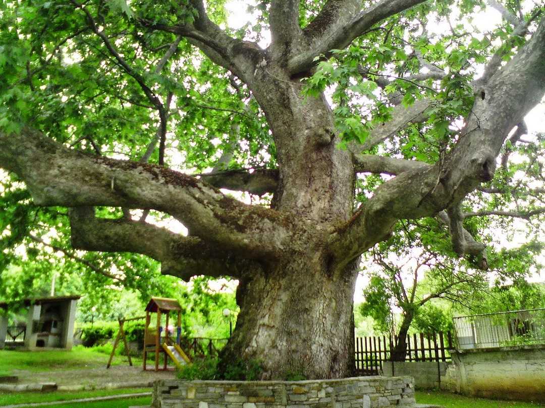 hipokrat çınar ağacı